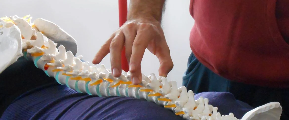 colonna vertebrale